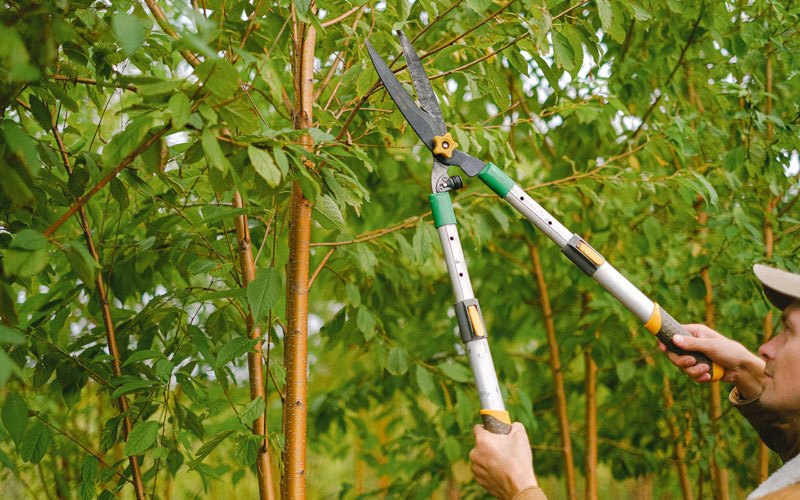 Tree trimming in Whitten, IA